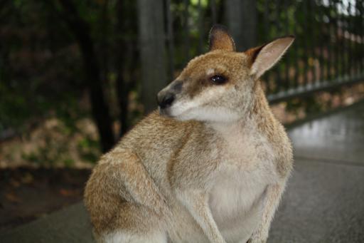 Een mooie kangoeroe in de Australia Zoo
