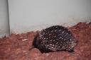 Echidna in de Australia Zoo
