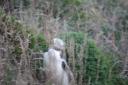 Een zeldzame Yellow-Eyed Penguin !!