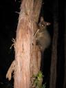 Possum