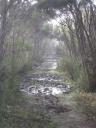 De modder op Stewart Island
