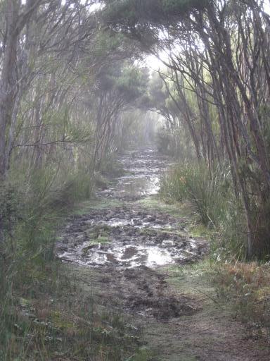De modder op Stewart Island