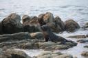 Nog ne zeeleeuw aan Kaikoura Beach