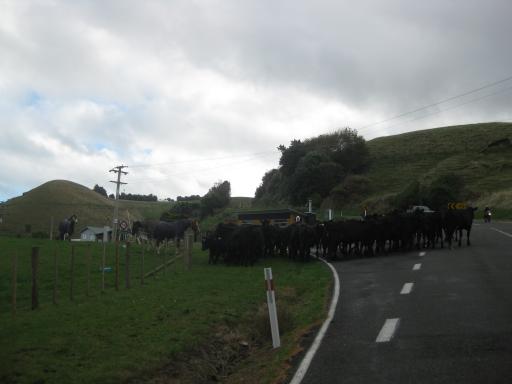 Koeien op de weg