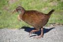 Weka weka :)