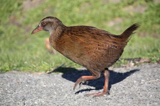 Weka weka :)