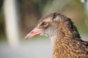 Weka aan de seal colony parking