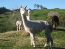 1 van de 150 andere alpaca's