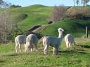 Alpaca's