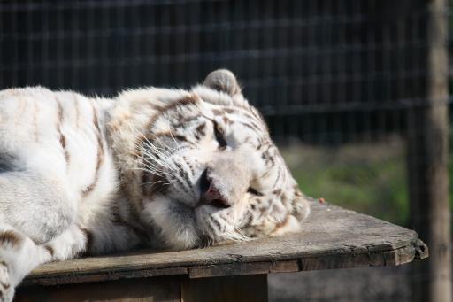 Nog een witte tijger...