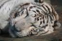 Witte tijger !