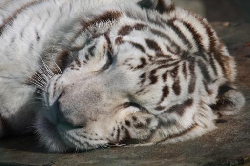 Witte tijger !