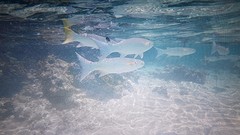Snorkelen Moorea