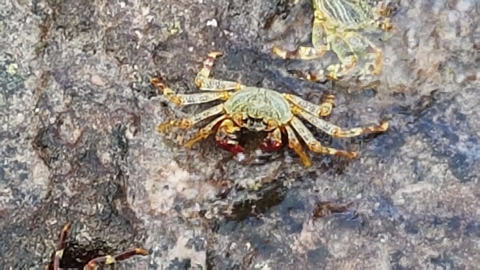 Look-a-like airport crab