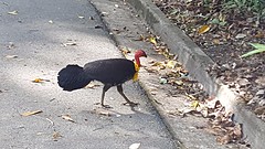 Turkey something