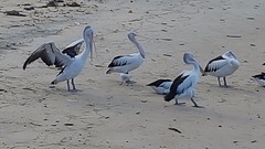 Pelicans Cairns