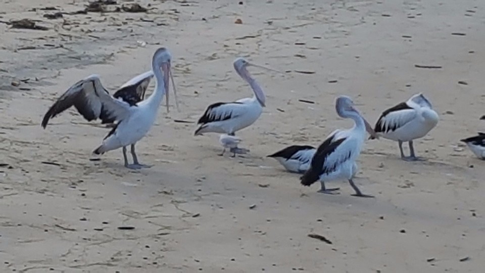 Pelicans Cairns