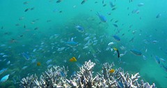 Great Barrier reef