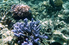 Great Barrier reef