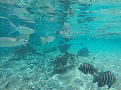 Snorkelen Moorea