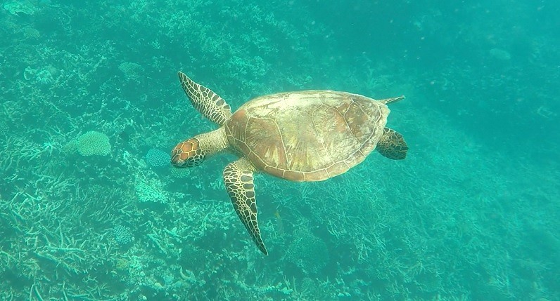 Turtle Great Barrier Reef