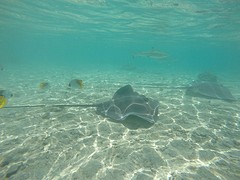 Stingrays