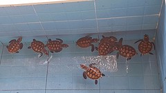 Turtle Sanctuary