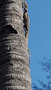 Je kan de boom in!
