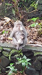 Monkey Forrest