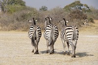 Moremi NP 1