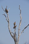 Moremi NP 2