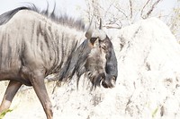 Moremi NP 3 (Wildebeest)