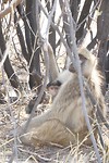 Moremi NP 4