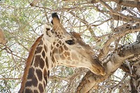 Moremi NP 5