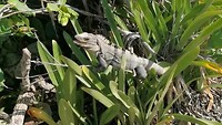VID_20190809_091018