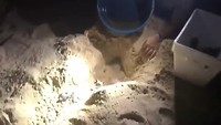 VID-20190809-WA0057
