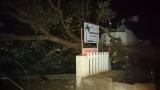 Omgevallen mangotree