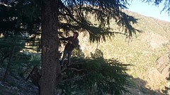 hiding Triund