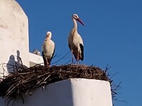 Ooievaars in Silves