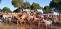 Geiten Pereiro
