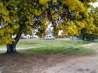 Mimosa