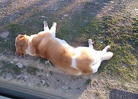 Waakhond