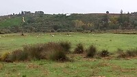 1000 ooievaars bij Silves
