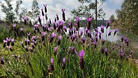 Bloeiende lavendel