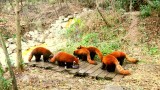 de rode panda