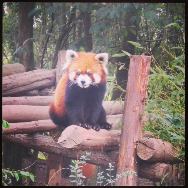 rode panda