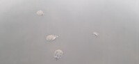 1000041681