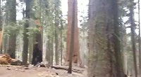 In the forest of giant trees