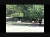 Antilope cervicapra / Blackbuck / Indische antilope