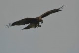 Steppe eagle